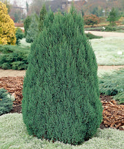 JUNIPERUS GINEPRO CHINENSIS STRICTA IN VASO 18CM