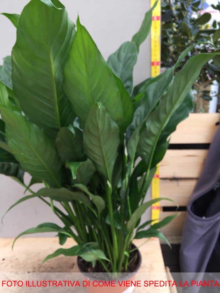 SPATHIPHYLLUM MARTINA BIANCO VASO 13CM