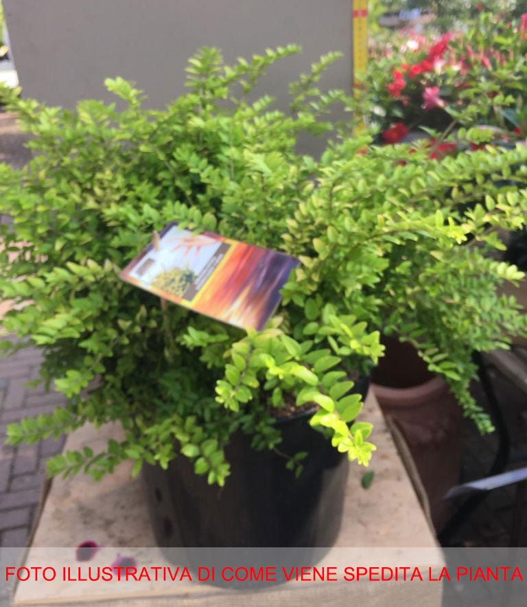LONICERA CAPRIFOGLIO NITIDA GOLDEN GLOW IN VASO 38CM