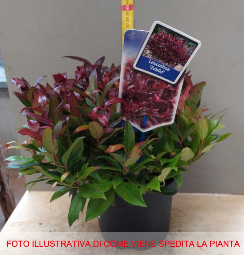 LEUCOTHOE ZEBLID VASO 17CM