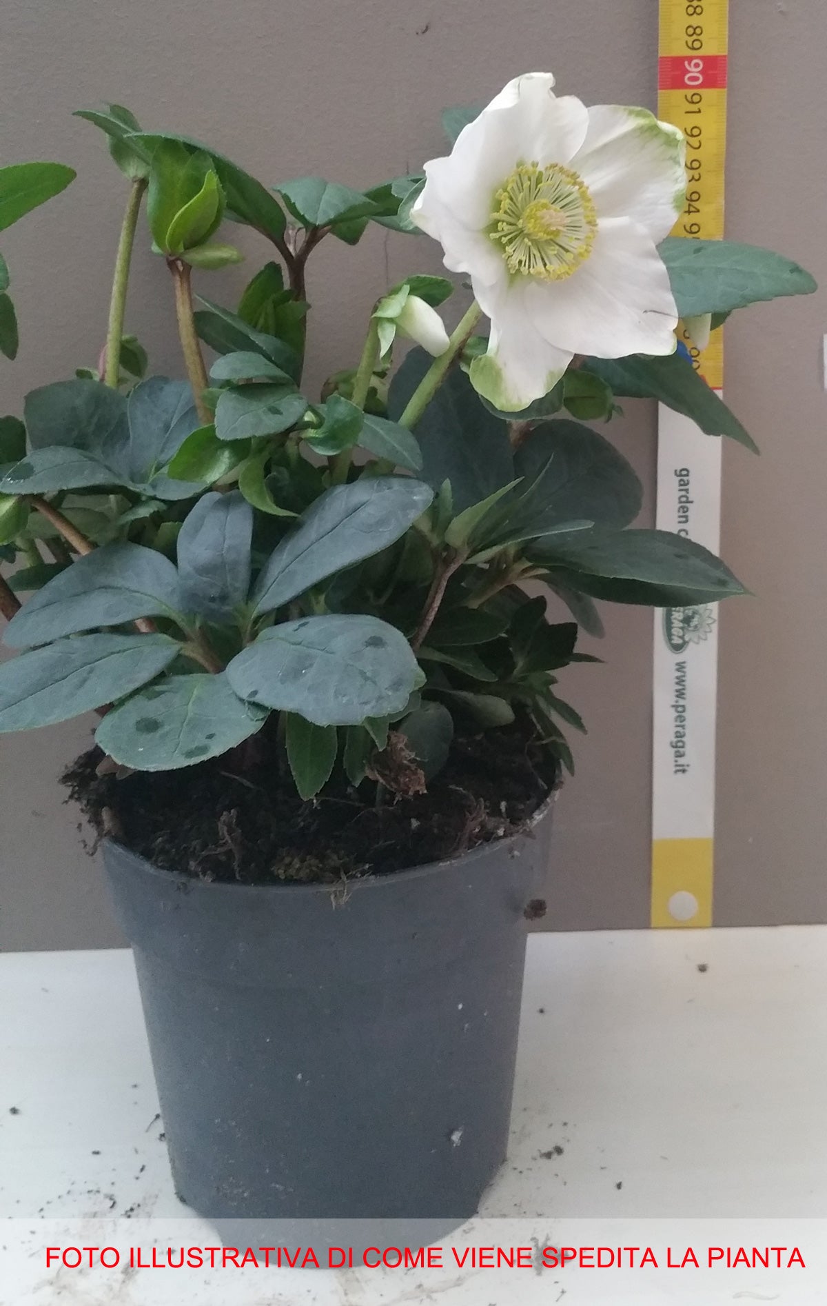 HELLEBORUS CHRISTMAS CAROL XL ROSA DI NATALE VASO 12CM