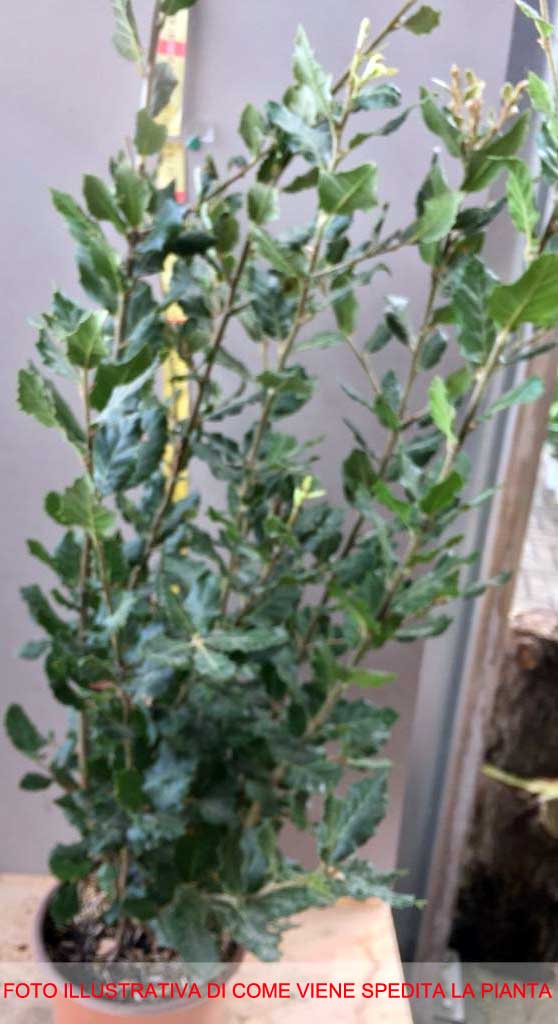 QUERCUS ILEX LECCIO SUGHERA VASO 17CM