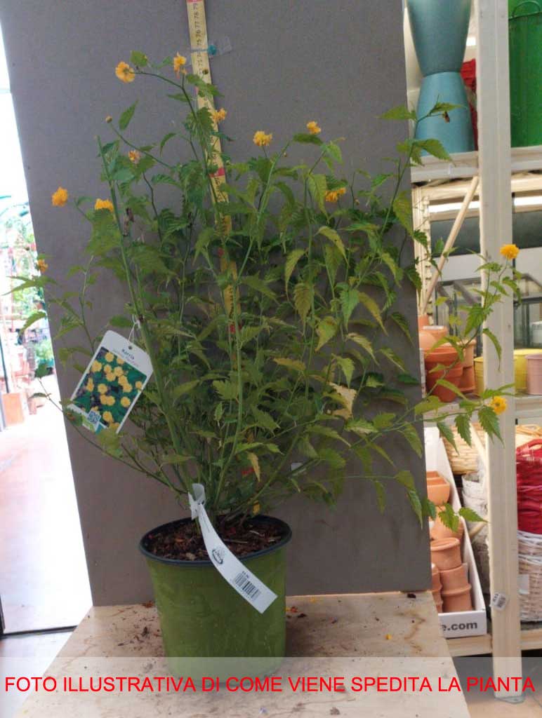 KERRIA JAPONICA PLENIFLORA VASO 18CM