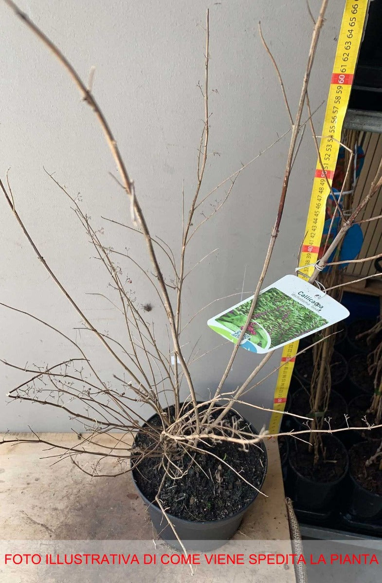 CALLICARPA DICH ISSAI DA 19CM