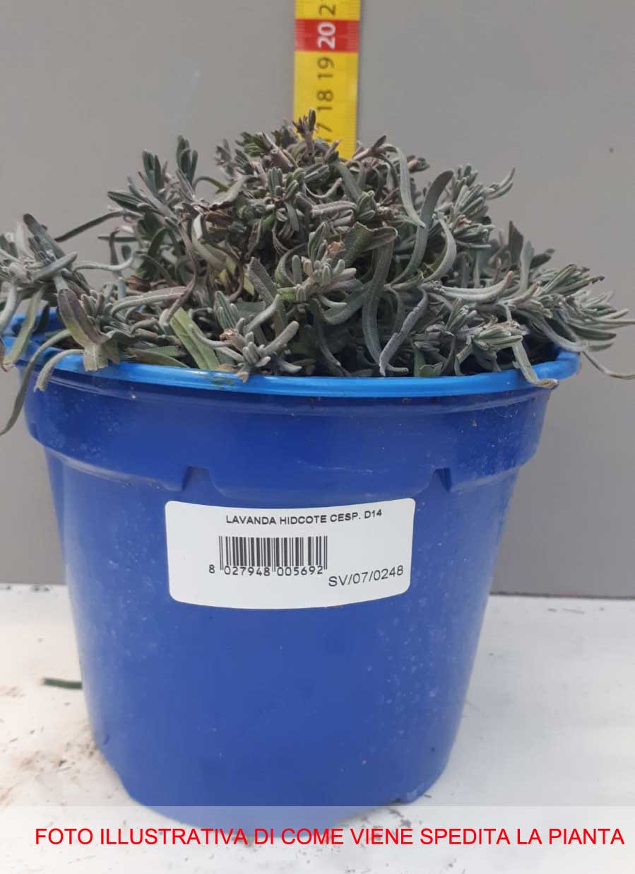 LAVANDA NANA HIDCOTE IN VASO 14CM