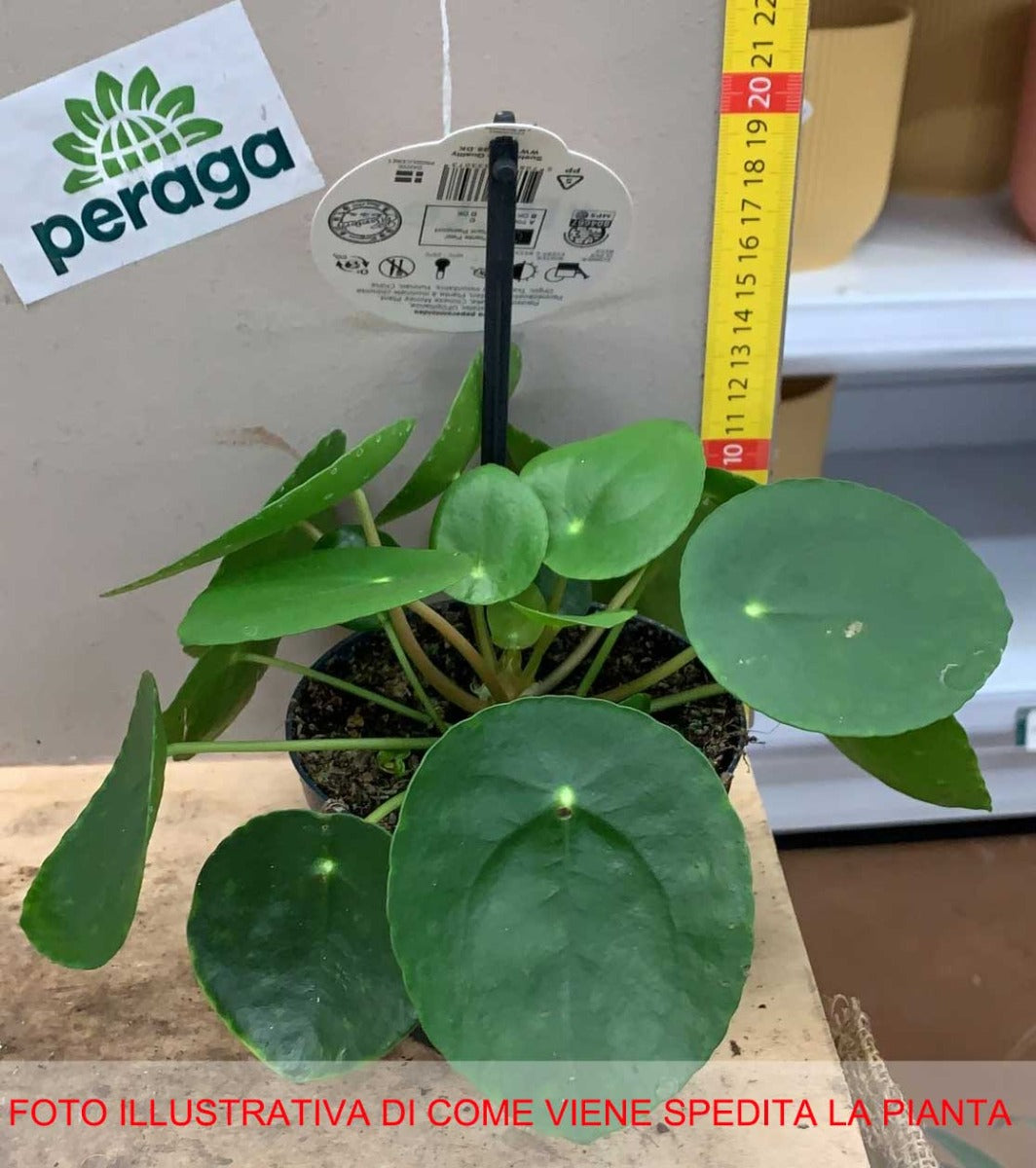 PILEA PEPEROMIOIDES PIANTA DELLE MONETE VASO 12CM