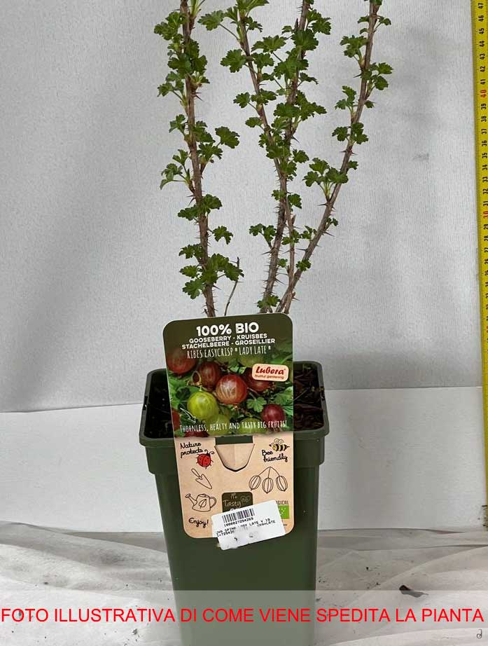 UVA SPINA LADY LATE VASO 19CM