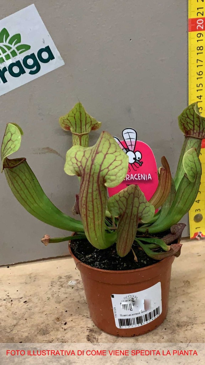 SARRACENIA VASO 9CM