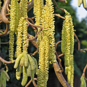 CORYLUS AVELLANA CONTORTA SCOOTER IN VASO 17CM