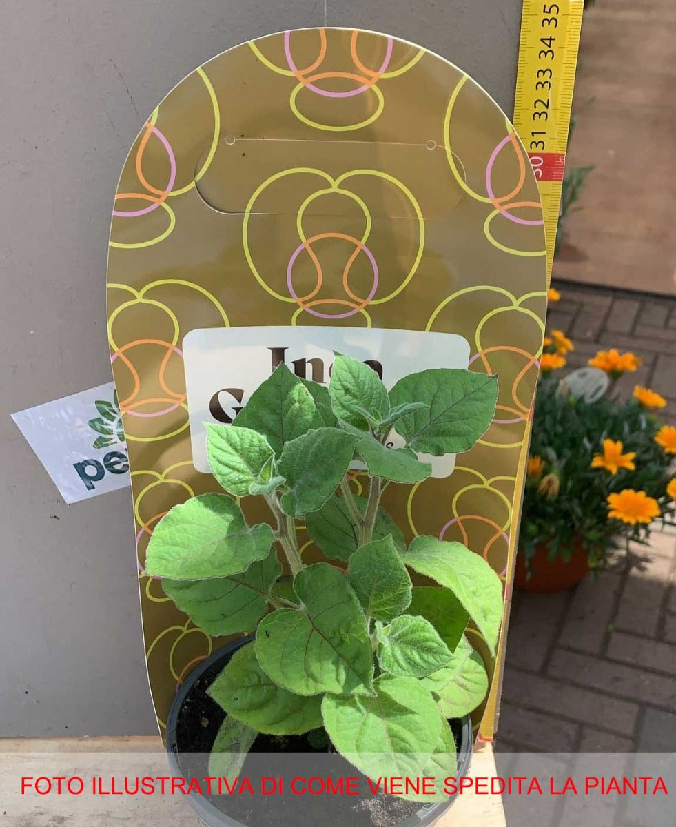 PHYSALIS PERUVIANA VASO 13CM