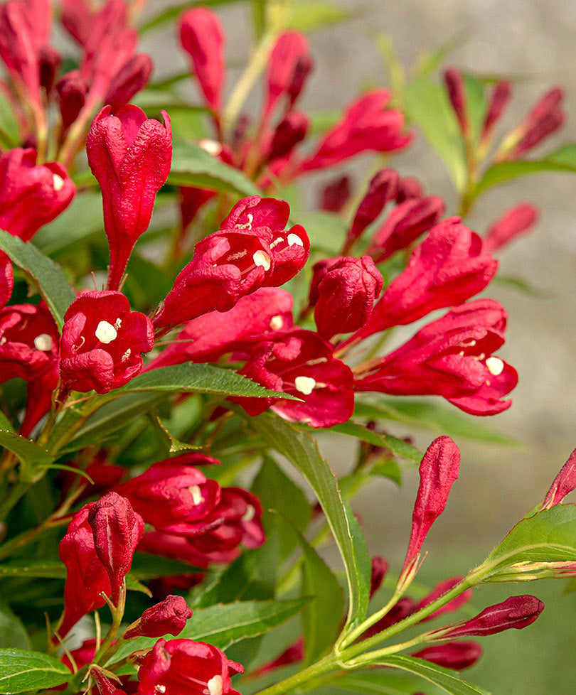 WEIGELA ALL SUMMER RED VASO 23CM