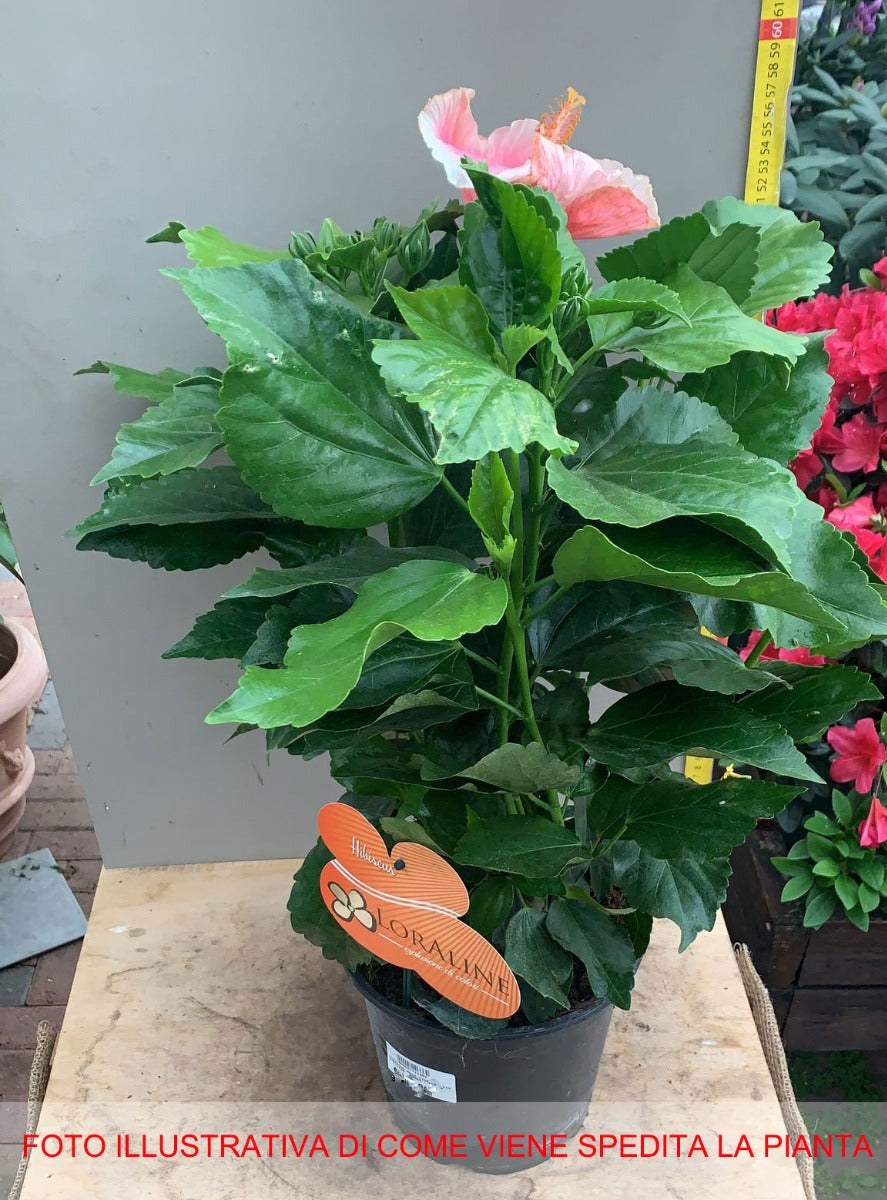 HIBISCUS IBISCO ROSA IN VASO 19CM