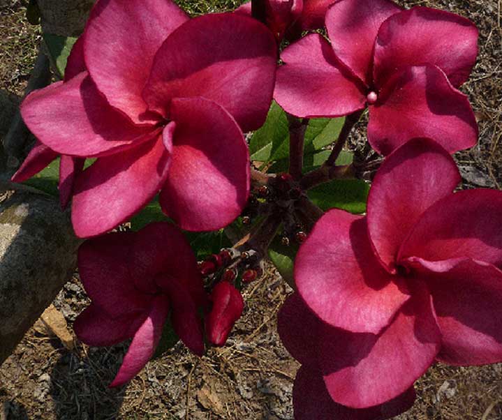 PLUMERIA POMELIA SUPER ROUND IN VASO 18CM