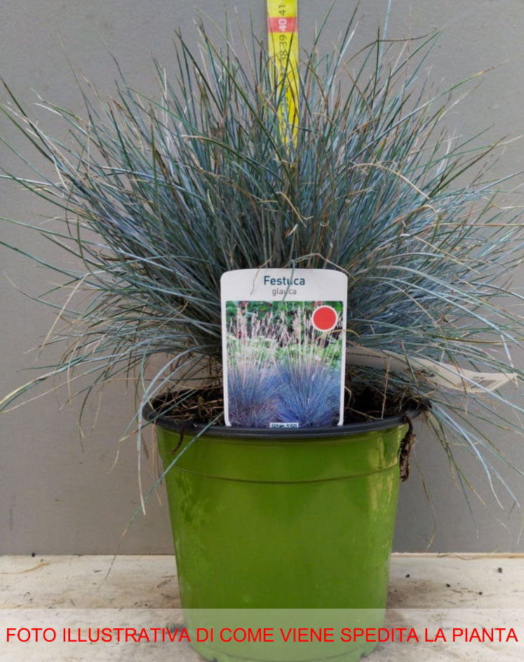 FESTUCA GLAUCA VASO 18CM