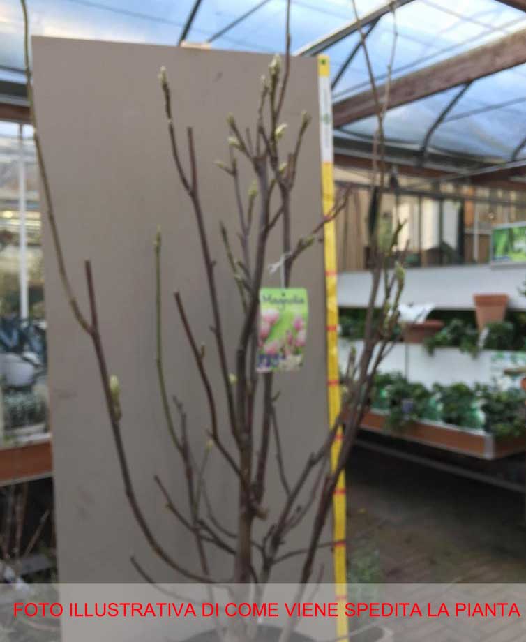 MAGNOLIA SOULANGEANA VASO 29CM