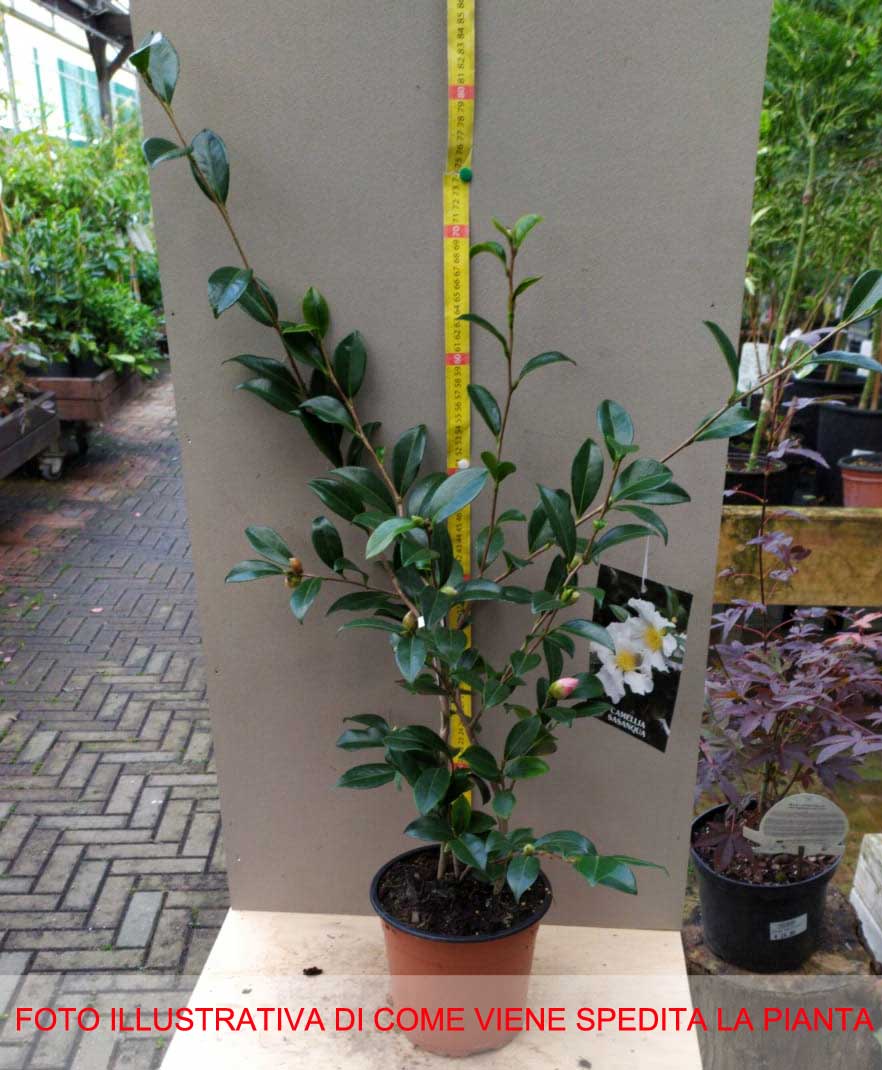 CAMELIA SASANQUA HINODE GUMO VASO 21CM