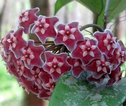 HOYA PUBLICALIX SPLASH FIORE DI CERA IN VASO 14CM