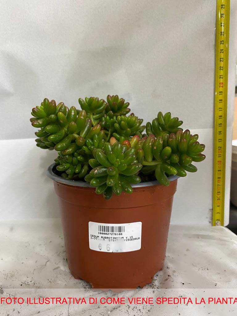SEDUM RUBROTINCTUM IN VASO 15CM