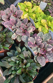 3 PIANTE DI AJUGA REPTANS MIX DI VARIETA' VASO 10.5CM