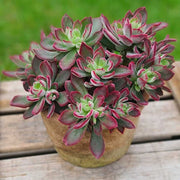 ECHEVERIA PULVINATA DEVOTION IN VASO 15CM