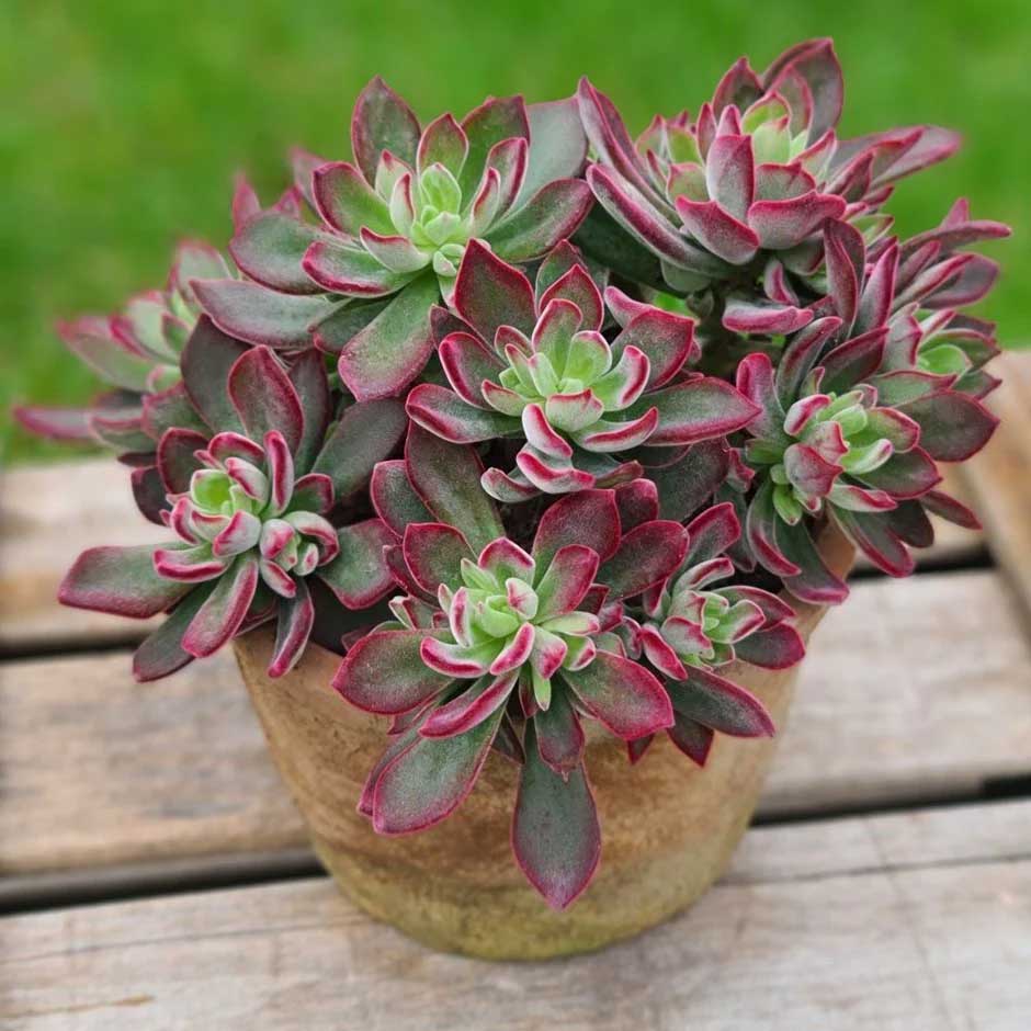 ECHEVERIA PULVINATA DEVOTION IN VASO 15CM