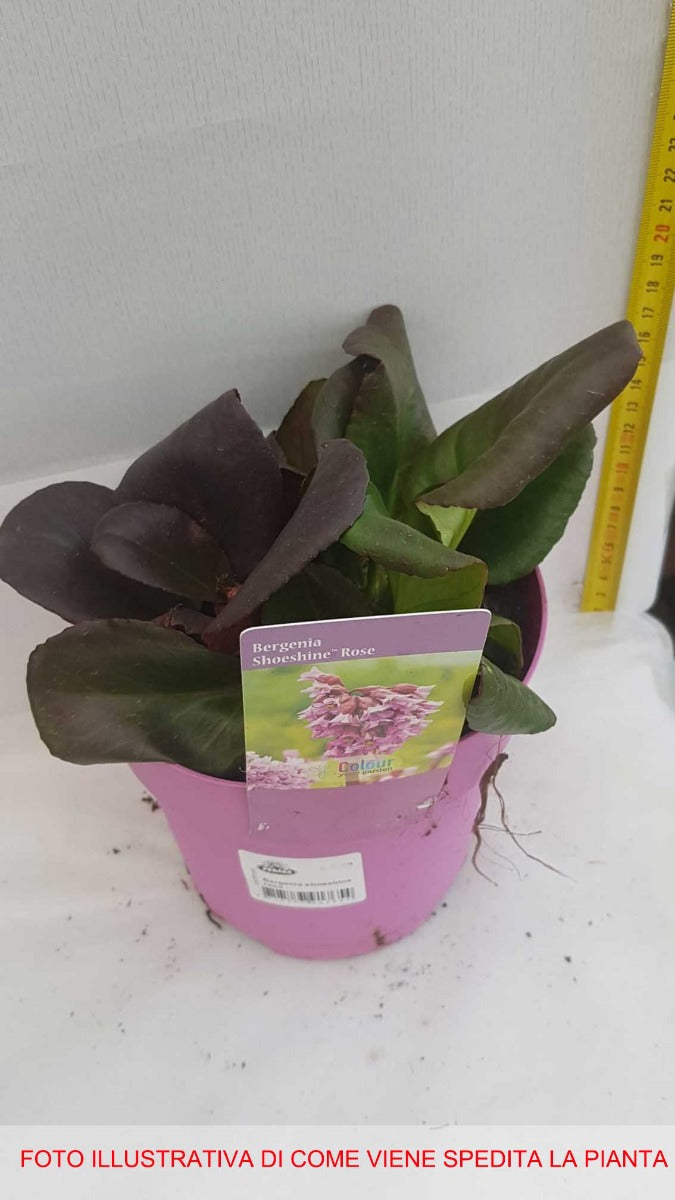 BERGENIA CORDIFOLIA SHOESHINE VASO 15CM