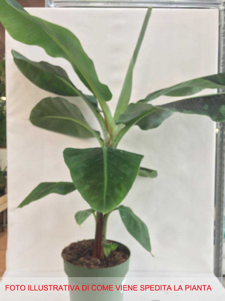 MUSA ACUMINATA DWARF CAVENDISH BANANO VASO 24CM