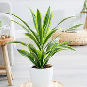 DRACENA DEREMENSIS TRONCHETTO DELLA FELICITÀ VASO 6CM