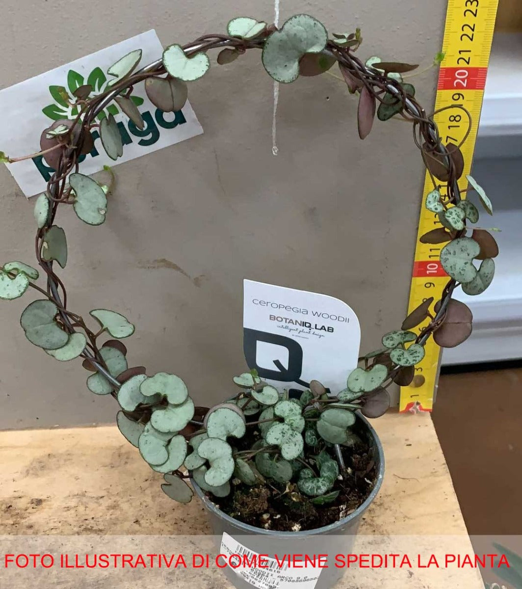 CEROPEGIA WOODII IN VASO 9CM