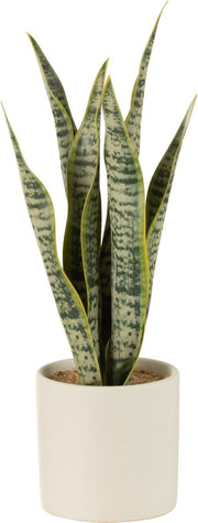 PIANTA SANSEVIERIA + VASO, VERDE, GRANDE