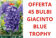 OFFERTA 45 BULBI DI GIACINTO BLUE TROPHY