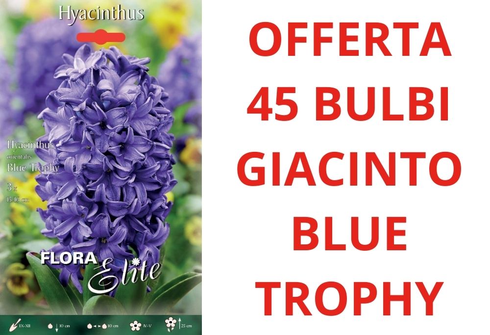 OFFERTA 45 BULBI DI GIACINTO BLUE TROPHY