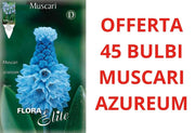 OFFERTA 45 BULBI MUSCARI AZUREUM