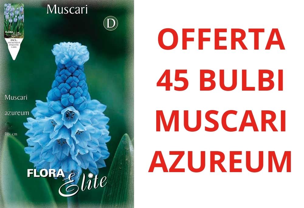 OFFERTA 45 BULBI MUSCARI AZUREUM