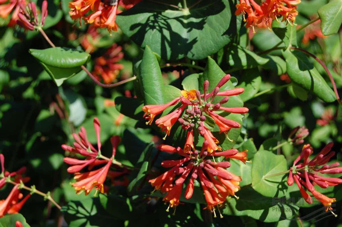 LONICERA CAPRIFOGLIO DROPMORE SCARLET VASO 17CM