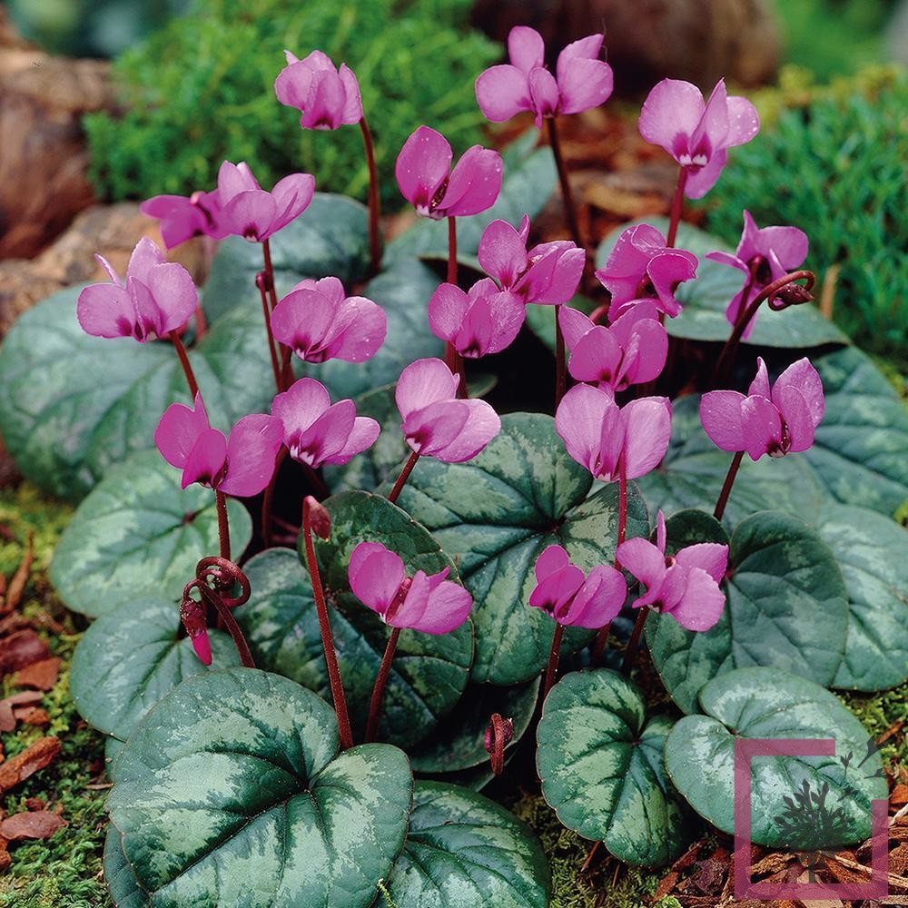 CICLAMINO DEI BOSCHI  CYCLAMEN COUM VASO 9CM