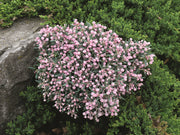 ANDROMEDA POLIFOLIA BLUE ICE IN VASO 14CM