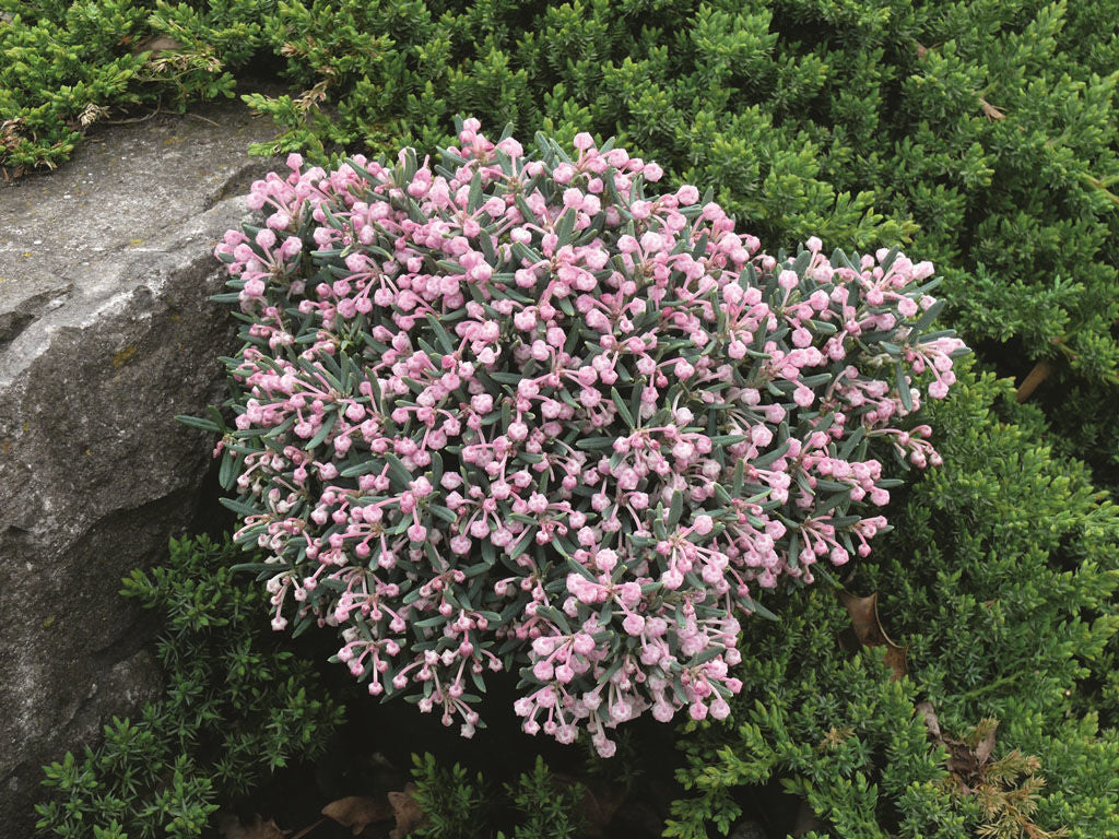 ANDROMEDA POLIFOLIA BLUE ICE IN VASO 14CM