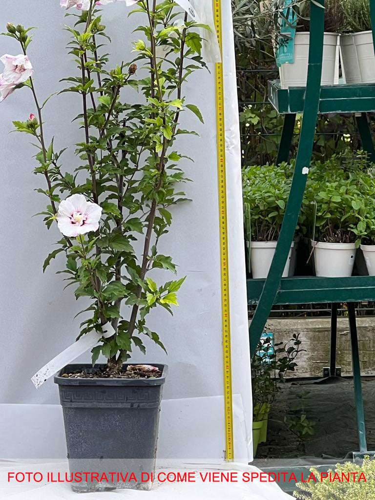 IBISCO SYRIACUS PINKY SPOT IN VASO 24CM