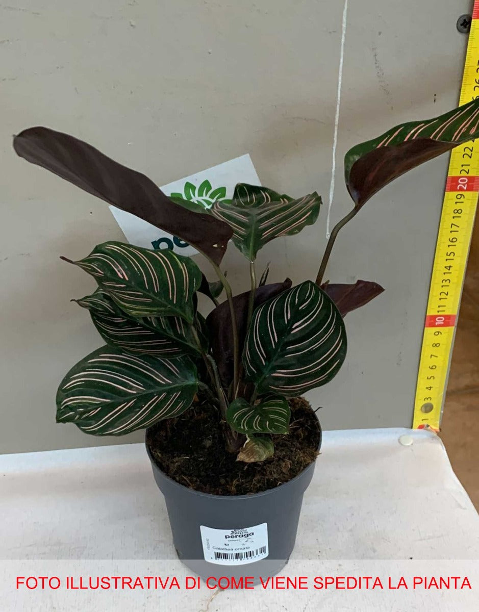 CALATHEA ORNATA IN VASO 11CM