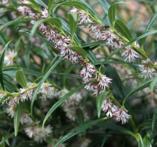 SARCOCOCCA SALIGNA VASO 17CM