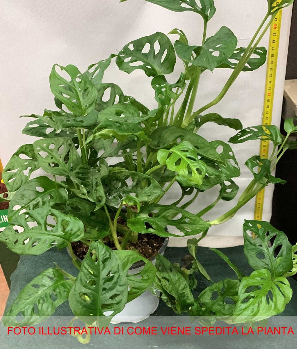 MONSTERA ADANSONII VASO 17CM