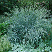 PANICUM AMARUM DEWEY BLUE IN VASO 17CM