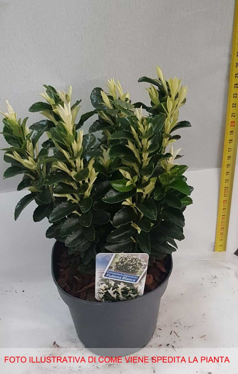 EUONYMUS PALOMA BLANCA VASO 13CM