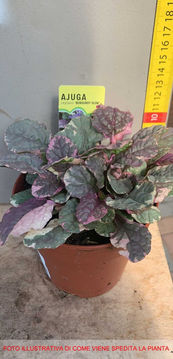 3 PIANTE DI AJUGA REPTANS MIX DI VARIETA' VASO 10.5CM