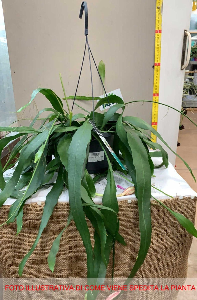 EPIPHYLLUM BASKET IN VASO 17CM
