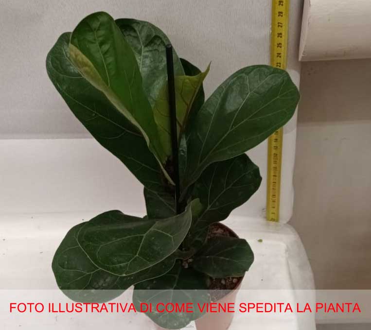 FICUS LYRATA BAMBINO VASO 12CM