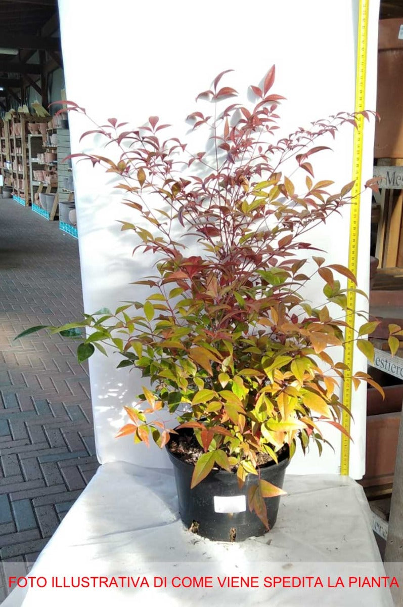 NANDINA DOMESTICA IN VASO 20CM