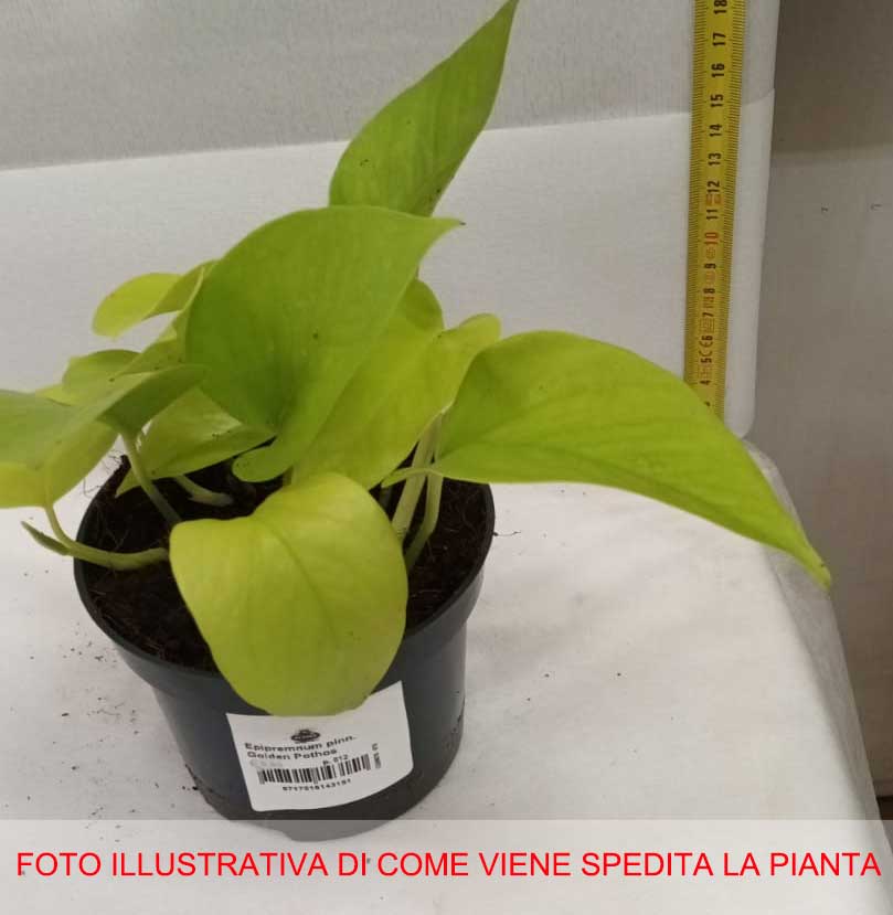 EPIPREMNUM PINN GOLDEN POTHOS VASO 12CM