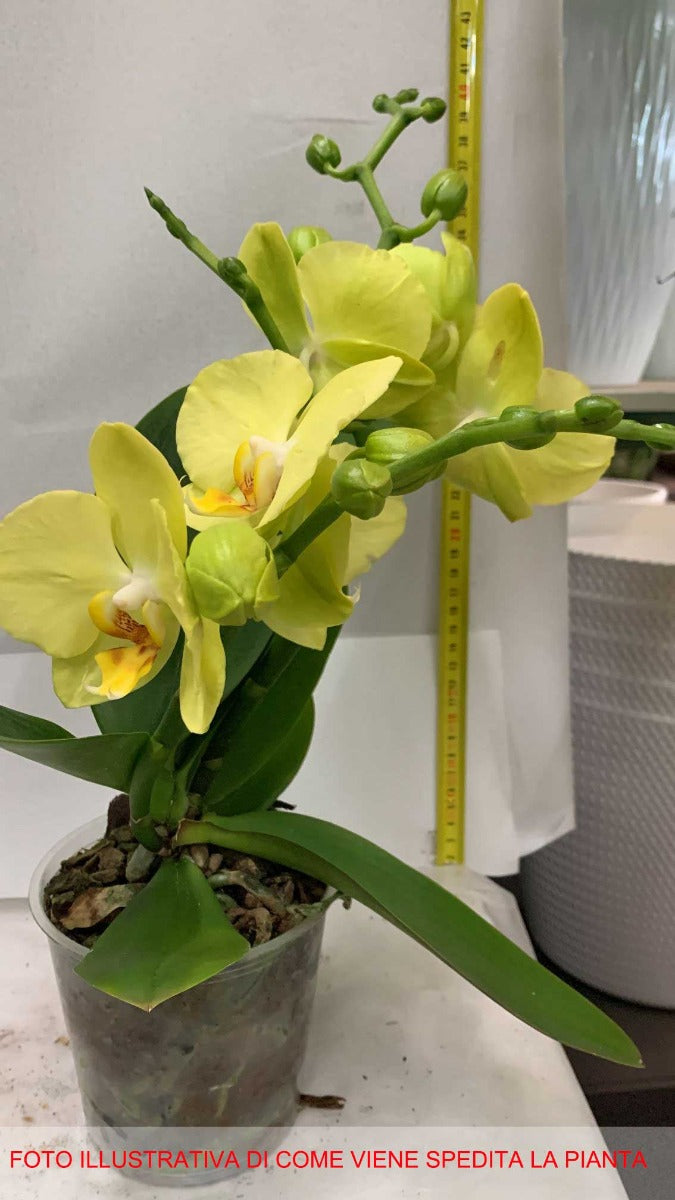 ORCHIDEA PHALAENOPSIS FERRARA VASO 12CM
